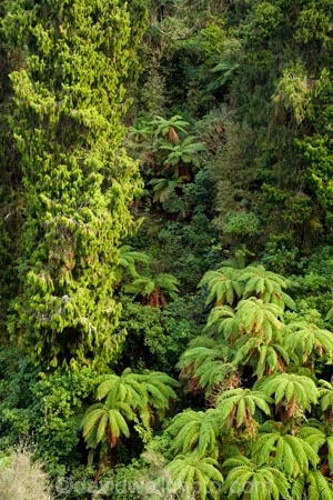 Auputa;Auputa-Scenic-Reserve;beautiful;beauty;bush;cyathea;endemic;fern;ferns;forest;forests;frond;fronds;green;Karewarewa;N.I.;N.Z.;native;native-bush;natives;natural;nature;New-Zealand;NI;North-Island;NZ;ponga;pongas;punga;pungas;Rangitikei;scene;scenic;tree;tree-fern;tree-ferns;trees;wood;woods