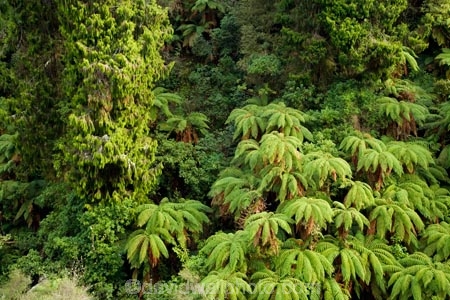 Auputa;Auputa-Scenic-Reserve;beautiful;beauty;bush;cyathea;endemic;fern;ferns;forest;forests;frond;fronds;green;Karewarewa;N.I.;N.Z.;native;native-bush;natives;natural;nature;New-Zealand;NI;North-Island;NZ;ponga;pongas;punga;pungas;Rangitikei;scene;scenic;tree;tree-fern;tree-ferns;trees;wood;woods
