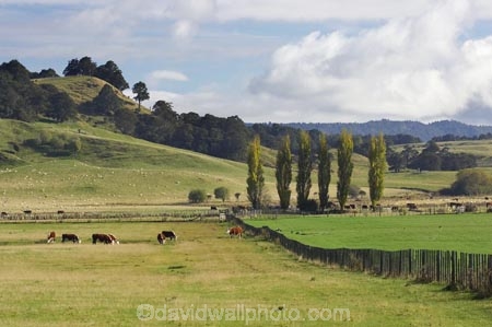 agricultural;agriculture;cattle;Central-Plateau;country;countryside;cow;cows;farm;farming;farmland;farms;fence;fence-line;fence-lines;fence_line;fence_lines;fenceline;fencelines;fences;field;fields;meadow;meadows;N.I.;N.Z.;New-Zealand;NI;North-Island;NZ;Ohakune;paddock;paddocks;pasture;pastures;poplar;poplar-tree;poplar-trees;poplars;Ruapehu-District;rural