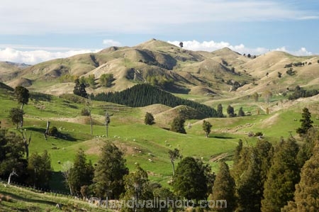 agricultural;agriculture;Bells-Junction;Central-North-Island;Central-Plateau;country;countryside;farm;farming;farmland;farms;field;fields;meadow;meadows;N.I.;N.Z.;near-Waiouru;New-Zealand;NI;North-Island;NZ;Owhakura-Road;paddock;paddocks;pasture;pastures;Rangitikei-District;Ruapehu-District;rural;sheep;stock