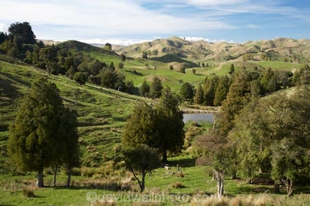 agricultural;agriculture;Bells-Junction;Central-North-Island;Central-Plateau;country;countryside;farm;farming;farmland;farms;field;fields;meadow;meadows;N.I.;N.Z.;near-Waiouru;New-Zealand;NI;North-Island;NZ;Owhakura-Road;paddock;paddocks;pasture;pastures;Rangitikei-District;Ruapehu-District;rural