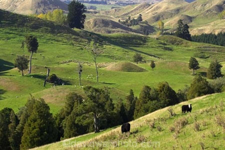 agricultural;agriculture;Bells-Junction;Central-North-Island;Central-Plateau;country;countryside;farm;farming;farmland;farms;field;fields;meadow;meadows;N.I.;N.Z.;near-Waiouru;New-Zealand;NI;North-Island;NZ;Owhakura-Road;paddock;paddocks;pasture;pastures;Rangitikei-District;Ruapehu-District;rural