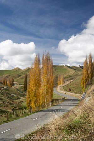 agricultural;agriculture;autuminal;autumn;autumn-colour;autumn-colours;autumnal;bend;bends;Central-North-Island;color;colors;colour;colours;corner;corners;country;countryside;deciduous;driving;fall;farm;farming;farmland;farms;field;fields;leaf;leaves;meadow;meadows;N.I.;N.Z.;New-Zealand;NI;North-Island;NZ;open-road;open-roads;paddock;paddocks;pasture;pastures;poplar;poplar-tree;poplar-trees;poplars;Rangitikei-District;road;road-trip;roads;Ruanui;Ruanui-Road;rural;season;seasonal;seasons;transport;transportation;travel;traveling;travelling;tree;trees;trip