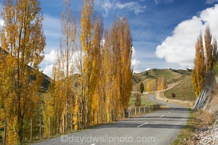 autuminal;autumn;autumn-colour;autumn-colours;autumnal;bend;bends;Central-North-Island;centre-line;centre-lines;centre_line;centre_lines;centreline;centrelines;color;colors;colour;colours;corner;corners;deciduous;driving;fall;leaf;leaves;N.I.;N.Z.;New-Zealand;NI;North-Island;NZ;open-road;open-roads;poplar;poplar-tree;poplar-trees;poplars;Rangitikei-District;road;road-trip;roads;Ruanui;Ruanui-Road;season;seasonal;seasons;transport;transportation;travel;traveling;travelling;tree;trees;trip