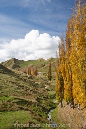 agricultural;agriculture;autuminal;autumn;autumn-colour;autumn-colours;autumnal;Central-North-Island;color;colors;colour;colours;country;countryside;deciduous;fall;farm;farming;farmland;farms;field;fields;leaf;leaves;meadow;meadows;N.I.;N.Z.;New-Zealand;NI;North-Island;NZ;paddock;paddocks;pasture;pastures;poplar;poplar-tree;poplar-trees;poplars;Rangitikei-District;rural;season;seasonal;seasons;tree;trees