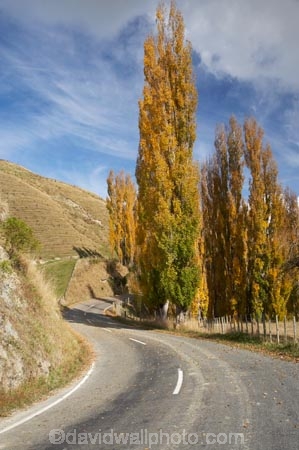 autuminal;autumn;autumn-colour;autumn-colours;autumnal;bend;bends;Central-North-Island;centre-line;centre-lines;centre_line;centre_lines;centreline;centrelines;color;colors;colour;colours;corner;corners;deciduous;driving;fall;leaf;leaves;N.I.;N.Z.;New-Zealand;NI;North-Island;NZ;open-road;open-roads;poplar;poplar-tree;poplar-trees;poplars;Rangitikei-District;road;road-trip;roads;Ruanui;Ruanui-Road;season;seasonal;seasons;transport;transportation;travel;traveling;travelling;tree;trees;trip