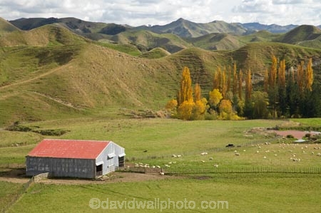 agricultural;agriculture;autuminal;autumn;autumn-colour;autumn-colours;autumnal;Central-North-Island;color;colors;colour;colours;country;countryside;deciduous;fall;farm;Farm-Building;Farm-Buildings;Farm-Shed;Farm-Sheds;farming;farmland;farms;field;fields;leaf;leaves;meadow;meadows;N.I.;N.Z.;New-Zealand;NI;North-Island;NZ;paddock;paddocks;pasture;pastures;poplar;poplar-tree;poplar-trees;poplars;Rangitikei-District;Ruanui;rural;season;seasonal;seasons;Shearing-Shed;Shearing-Sheds;sheep;Sheep-Shed;Sheep-Sheds;stock;tree;trees;Wool-Shed;Wool-Sheds