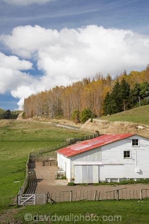 agricultural;agriculture;autuminal;autumn;autumn-colour;autumn-colours;autumnal;Central-North-Island;color;colors;colour;colours;country;countryside;deciduous;fall;farm;Farm-Building;Farm-Buildings;Farm-Shed;Farm-Sheds;farming;farmland;farms;field;fields;leaf;leaves;Mataroa;meadow;meadows;N.I.;N.Z.;near-Taihape;New-Zealand;NI;North-Island;NZ;paddock;paddocks;pasture;pastures;Rangitikei-District;rural;season;seasonal;seasons;Shearing-Shed;Shearing-Sheds;Sheep-Shed;Sheep-Sheds;tree;trees;Wool-Shed;Wool-Sheds