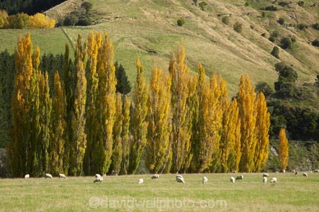 agricultural;agriculture;autuminal;autumn;autumn-colour;autumn-colours;autumnal;Central-North-Island;color;colors;colour;colours;country;countryside;deciduous;fall;farm;farming;farmland;farms;field;fields;leaf;leaves;meadow;meadows;Moawhango;N.I.;N.Z.;Napier-_-Taihape-Road;New-Zealand;NI;North-Island;NZ;paddock;paddocks;pasture;pastures;poplar;poplar-tree;poplar-trees;poplars;Rangitikei-District;rural;season;seasonal;seasons;sheep;stock;tree;trees