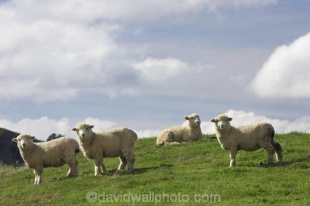 agricultural;agriculture;Animal;Animals;Central-North-Island;country;countryside;farm;farming;farmland;farms;field;fields;Herbivore;Herbivores;Herbivorous;Livestock;Mammal;Mammals;meadow;meadows;N.I.;N.Z.;New-Zealand;NI;North-Island;NZ;paddock;paddocks;pasture;pastures;Rangitikei-District;rural;sheep;stock;Taihape