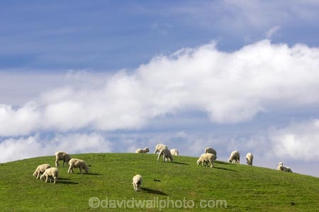 agricultural;agriculture;Animal;Animals;Central-North-Island;country;countryside;farm;farming;farmland;farms;field;fields;Herbivore;Herbivores;Herbivorous;Livestock;Mammal;Mammals;meadow;meadows;N.I.;N.Z.;New-Zealand;NI;North-Island;NZ;paddock;paddocks;pasture;pastures;Rangitikei-District;rural;sheep;stock;Taihape