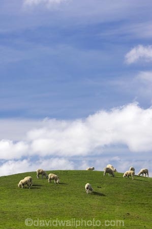 agricultural;agriculture;Animal;Animals;Central-North-Island;country;countryside;farm;farming;farmland;farms;field;fields;Herbivore;Herbivores;Herbivorous;Livestock;Mammal;Mammals;meadow;meadows;N.I.;N.Z.;New-Zealand;NI;North-Island;NZ;paddock;paddocks;pasture;pastures;Rangitikei-District;rural;sheep;stock;Taihape