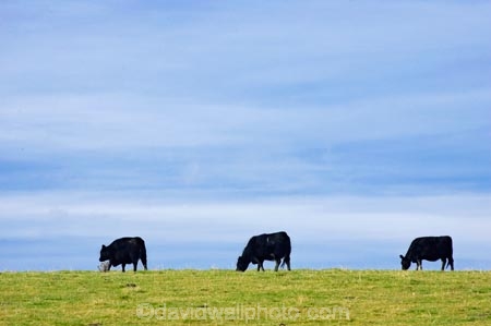 agricultural;agriculture;Animal;Animals;cattle;Central-North-Island;country;countryside;cow;cows;farm;farming;farmland;farms;field;fields;Herbivore;Herbivores;Herbivorous;Livestock;Mammal;Mammals;meadow;meadows;N.I.;N.Z.;Napier-_-Taihape-Road;New-Zealand;NI;North-Island;NZ;paddock;paddocks;pasture;pastures;Rangitikei-District;rural