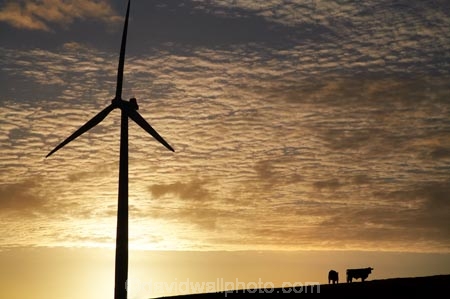 alternative-energies;alternative-energy;break-of-day;cow;cows;dawn;dawning;daybreak;electrical;electricity;electricity-generation;electricity-generators;energy;environment;environmental;first-light;generation;generator;generators;industrial;industry;Manawatu;Meridian-Energy;morning;N.I.;N.Z.;New-Zealand;NI;North-Is;North-Island;NZ;power-generation;power-generators;propeller;propellers;renewable-energies;renewable-energy;Ruahine-Range;Ruahine-Ranges;spin;spining;sunrise;sunrises;sunup;sustainable-energies;sustainable-energy;Te-Apiti-Wind-Farm;turn;turning;twilight;wind;wind-farm;wind-farms;wind-generator;wind-generators;wind-power;wind-power-plant;wind-power-plants;wind-turbine;wind-turbines;wind_farm;wind_farms;windfarm;windfarms;windmill;windmills;windturbine;windturbines;windy