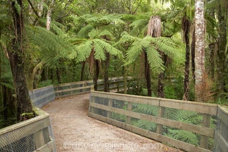 beautiful;beauty;bridge;bridges;bruce;bush;centre;cyathea;endemic;fern;ferns;foot-bridge;foot-bridges;footbridge;footbridges;Forest;forests;frond;fronds;green;island;Lower-North-Island;lush;mount;Mount-Bruce-Wildlife-Centre;Mt-Bruce-Wildlife-Centre;Mt.-Bruce-Wildlife-Centre;N.I.;N.Z.;native;native-bush;natives;natural;nature;new;New-Zealand;NI;north;North-Is;north-is.;north-island;NZ;o8l6786;pedestrian-bridge;pedestrian-bridges;plant;plants;ponga;pongas;Pukaha;Pukaha-Mount-Bruce-Wildlife-Cent;punga;pungas;scene;scenic;timber;track;tracks;tree;tree-fern;tree-ferns;tree-trunk;tree-trunks;trees;trunk;trunks;wairarapa;walking-track;walking-tracks;Wildlife;wood;woods;zealand