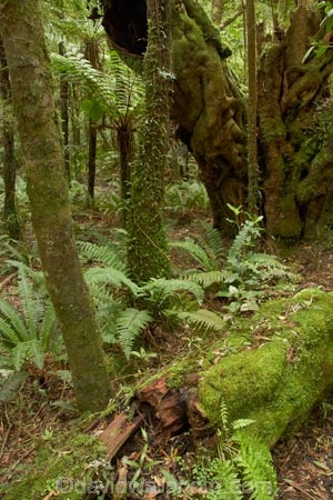 beautiful;beauty;bruce;bush;centre;cyathea;damp;endemic;fern;ferns;Forest;forests;frond;fronds;green;island;Lower-North-Island;lush;mount;Mount-Bruce-Wildlife-Centre;Mt-Bruce-Wildlife-Centre;Mt.-Bruce-Wildlife-Centre;N.I.;N.Z.;native;native-bush;natives;natural;nature;new;New-Zealand;NI;north;North-Is;north-is.;north-island;NZ;o8l7038;plant;plants;Pukaha;Pukaha-Mount-Bruce-Wildlife-Cent;scene;scenic;timber;tree;tree-trunk;tree-trunks;trees;trunk;trunks;wairarapa;Wildlife;wood;woods;zealand