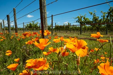 agricultural;agriculture;bloom;blooms;Californian-poppies;country;countryside;crop;crops;cultivation;farm;farming;farmland;farms;fence;fenceline;fencelines;fences;field;fields;floral;flower;flowers;grape;grapes;grapevine;horticulture;Lower-North-Island;Martinborough;meadow;meadows;N.I.;N.Z.;New-Zealand;NI;North-Is;North-Island;NZ;orange;paddock;paddocks;pasture;pastures;poppies;poppy;row;rows;rural;vine;vines;vineyard;vineyards;vintage;Wairarapa;wine;wineries;winery;wines