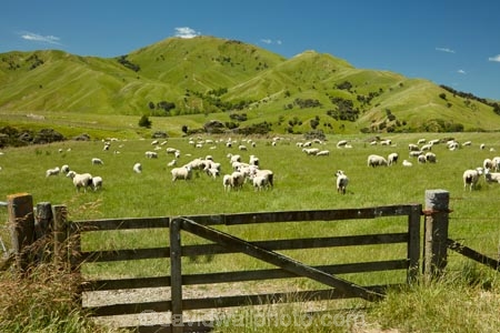 agricultural;agriculture;animal;animals;country;countryside;crowd;crowded;Crowds;domestic-stock;ewes;farm;farm-animals;farming;farmland;farms;field;fields;flock;flocks;gate;gates;gateway;gateways;herbivore;herbivores;herbivorous;herd;herds;hill;hills;livestock;Lower-North-Island;mammal;mammals;Martinborough;meadow;meadows;N.I.;N.Z.;New-Zealand;NI;North-Is;North-Island;NZ;outdoor;outdoors;outside;paddock;paddocks;pasture;pastures;rural;sheep;stock;Wairarapa;white