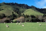 farm;rural;grass;agriculture;farming;farms;pasture;paddock;paddocks;field;fields;meadow;meadows;pastures;wairarapa;north-island;mt-Bruce;sheep;lamb;lambs