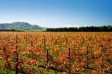agricultural;agriculture;autuminal;autumn;autumn-colour;autumn-colours;autumnal;color;colors;colour;colours;country;countryside;crop;crops;cultivation;deciduous;fall;farm;farming;farmland;farms;field;fields;grape;grapes;grapevine;horticulture;leaf;leaves;Martinborough;Martinborough-Wineries;Martinborough-Winery;N.I.;N.Z.;New-Zealand;NI;North-Island;NZ;orange;row;rows;rural;season;seasonal;seasons;Te-Muna-Road;tree;trees;vine;vines;vineyard;vineyards;vintage;Wairarapa;wine;wineries;winery;wines;yellow
