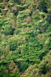beautiful;beauty;bush;Cordyline-indivisa;cyathea;endemic;fern;ferns;forest;forests;frond;fronds;green;Lower-North-Island;Mountain-Cabbage-Tree;N.I.;N.Z.;native;native-bush;natives;natural;nature;New-Zealand;NI;North-Island;NZ;pittosporum;pittosporums;ponga;pongas;punga;pungas;Ruahine-Forest-Park;Ruahine-Range;Ruahine-Ranges;scene;scenic;Tararua;tree;tree-fern;tree-ferns;trees;wood;woods