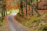 autuminal;autumn;autumn-colour;autumn-colours;autumnal;avenue;color;colors;colour;colours;deciduous;fall;leaf;leaves;N.I.;N.Z.;New-Zealand;NI;North-Island;NZ;Rangitikei;road;roads;season;seasonal;seasons;track;tracks;tree;trees;Utiku;wood;woods