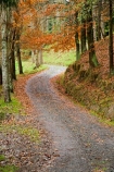 autuminal;autumn;autumn-colour;autumn-colours;autumnal;avenue;color;colors;colour;colours;deciduous;fall;leaf;leaves;N.I.;N.Z.;New-Zealand;NI;North-Island;NZ;Rangitikei;road;roads;season;seasonal;seasons;track;tracks;tree;trees;Utiku;wood;woods