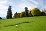 agricultural;agriculture;autuminal;autumn;autumn-colour;autumn-colours;autumnal;color;colors;colour;colours;country;countryside;deciduous;fall;farm;farming;farmland;farms;field;fields;Kawhatau-Valley;leaf;leaves;meadow;meadows;N.I.;N.Z.;New-Zealand;NI;North-Island;NZ;paddock;paddocks;pasture;pastures;Rangitikei;rural;season;seasonal;seasons;sheep;tree;trees
