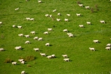 agricultural;agriculture;country;countryside;farm;farming;farmland;farms;field;fields;Kawhatau-Valley;meadow;meadows;N.I.;N.Z.;New-Zealand;NI;North-Island;NZ;paddock;paddocks;pasture;pastures;Rangitikei;rural;sheep