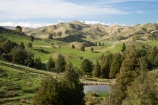 agricultural;agriculture;Bells-Junction;Central-North-Island;Central-Plateau;country;countryside;farm;farming;farmland;farms;field;fields;meadow;meadows;N.I.;N.Z.;near-Waiouru;New-Zealand;NI;North-Island;NZ;Owhakura-Road;paddock;paddocks;pasture;pastures;Rangitikei-District;Ruapehu-District;rural;sheep;stock