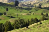 agricultural;agriculture;Bells-Junction;Central-North-Island;Central-Plateau;country;countryside;farm;farming;farmland;farms;field;fields;meadow;meadows;N.I.;N.Z.;near-Waiouru;New-Zealand;NI;North-Island;NZ;Owhakura-Road;paddock;paddocks;pasture;pastures;Rangitikei-District;Ruapehu-District;rural