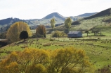 agricultural;agriculture;autuminal;autumn;autumn-colour;autumn-colours;autumnal;Central-North-Island;Colliers-Junction;color;colors;colour;colours;country;countryside;deciduous;fall;farm;Farm-Building;Farm-Buildings;Farm-Shed;Farm-Sheds;farming;farmland;farms;field;fields;leaf;leaves;meadow;meadows;N.I.;N.Z.;New-Zealand;NI;North-Island;NZ;paddock;paddocks;pasture;pastures;Rangitikei-District;rural;season;seasonal;seasons;Shearing-Shed;Shearing-Sheds;Sheep-Shed;Sheep-Sheds;tree;trees;Wool-Shed;Wool-Sheds