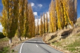 autuminal;autumn;autumn-colour;autumn-colours;autumnal;bend;bends;Central-North-Island;centre-line;centre-lines;centre_line;centre_lines;centreline;centrelines;color;colors;colour;colours;corner;corners;deciduous;driving;fall;leaf;leaves;N.I.;N.Z.;New-Zealand;NI;North-Island;NZ;open-road;open-roads;poplar;poplar-tree;poplar-trees;poplars;Rangitikei-District;road;road-trip;roads;Ruanui;Ruanui-Road;season;seasonal;seasons;transport;transportation;travel;traveling;travelling;tree;trees;trip