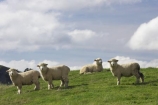 agricultural;agriculture;Animal;Animals;Central-North-Island;country;countryside;farm;farming;farmland;farms;field;fields;Herbivore;Herbivores;Herbivorous;Livestock;Mammal;Mammals;meadow;meadows;N.I.;N.Z.;New-Zealand;NI;North-Island;NZ;paddock;paddocks;pasture;pastures;Rangitikei-District;rural;sheep;stock;Taihape