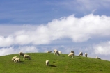 agricultural;agriculture;Animal;Animals;Central-North-Island;country;countryside;farm;farming;farmland;farms;field;fields;Herbivore;Herbivores;Herbivorous;Livestock;Mammal;Mammals;meadow;meadows;N.I.;N.Z.;New-Zealand;NI;North-Island;NZ;paddock;paddocks;pasture;pastures;Rangitikei-District;rural;sheep;stock;Taihape