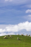 agricultural;agriculture;Animal;Animals;Central-North-Island;country;countryside;farm;farming;farmland;farms;field;fields;Herbivore;Herbivores;Herbivorous;Livestock;Mammal;Mammals;meadow;meadows;N.I.;N.Z.;New-Zealand;NI;North-Island;NZ;paddock;paddocks;pasture;pastures;Rangitikei-District;rural;sheep;stock;Taihape