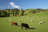 agricultural;agriculture;and;cattle;country;countryside;cow;cows;farm;farming;farmland;farms;field;fields;Fresh;green;grow;Growth;island;Livestock;Lower-North-Island;lush;masterton;meadow;meadows;N.I.;N.Z.;near;new;new-zealand;NI;north;North-Is;north-is.;north-island;NZ;o8l0946;paddock;paddocks;pasture;pastures;rural;season;seasonal;seasons;sheep;spring;springtime;stock;Tinui;wairarapa;zealand