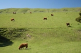 agricultural;agriculture;cattle;country;countryside;cow;cows;farm;farming;farmland;farms;field;fields;highland;highland-cattle;highland-cow;highland-cows;island;Livestock;long-haired-cattle;long-haired-cow;long-haired-cows;long_haired;longhaired-cattle;long_haired-cattle;longhaired-cow;long_haired-cow;longhaired-cows;long_haired-cows;Lower-North-Island;martinborough;meadow;meadows;N.I.;N.Z.;near;new;new-zealand;NI;north;North-Is;north-is.;north-island;NZ;o8l6246;paddock;paddocks;pasture;pastures;rural;scottish-cattle;scottish-cow;scottish-cows;wairarapa;zealand