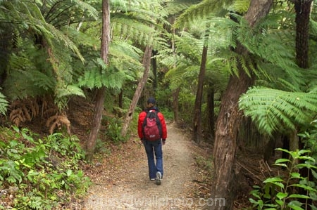 beautiful;beauty;bush;endemic;fern;ferns;forest;forests;green;hike;hiker;hikers;hiking;Marlborough;Marlborough-Sounds;native;native-bush;natives;natural;nature;New-Zealand;ponga;pongas;punga;pungas;Queen-Charlotte-Track;scene;scenic;South-Island;track;tracks;tramp;tramper;trampers;tramping;tree;tree-fern;tree-ferns;trees;trek;treker;trekers;treking;trekker;trekkers;trekking;walk;walker;walkers;walking;walking-track;walking-tracks