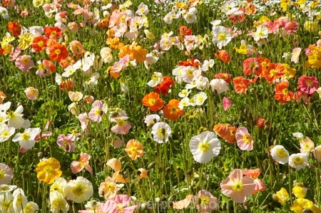 Blenheim;bloom;blooming;blooms;Botanic-Garden;Botanic-Gardens;Botanical-Garden;Botanical-Gardens;flower;flowers;fresh;grow;growth;Marlborough;N.Z.;New-Zealand;NZ;Pollard-Park;poppies;renew;S.I.;season;seasonal;seasons;SI;South-Is.;South-Island;spring;springtime