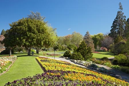 Blenheim;bloom;blooming;blooms;Botanic-Garden;Botanic-Gardens;Botanical-Garden;Botanical-Gardens;flower;flowers;fresh;grow;growth;Marlborough;N.Z.;New-Zealand;NZ;Pollard-Park;renew;S.I.;season;seasonal;seasons;SI;South-Is.;South-Island;spring;springtime