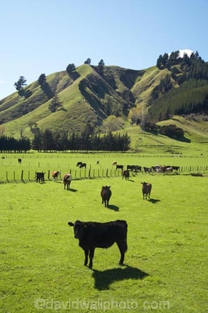 agricultural;agriculture;animal;animals;cattle;country;countryside;cow;cows;farm;farming;farmland;farms;field;fields;grass;grassy;Herbivore;Herbivores;Herbivorous;horticulture;Livestock;mammal;mammals;Marlborough;meadow;meadows;N.Z.;new-zealand;NZ;Okaramio;paddock;paddocks;pasture;pastures;rural;S.I.;SI;South-Is.;South-Island;stock