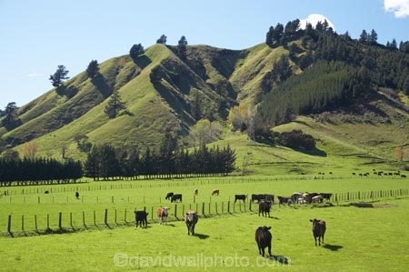 agricultural;agriculture;animal;animals;cattle;country;countryside;cow;cows;farm;farming;farmland;farms;field;fields;grass;grassy;Herbivore;Herbivores;Herbivorous;horticulture;Livestock;mammal;mammals;Marlborough;meadow;meadows;N.Z.;new-zealand;NZ;Okaramio;paddock;paddocks;pasture;pastures;rural;S.I.;SI;South-Is.;South-Island;stock