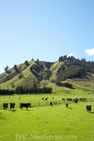 agricultural;agriculture;animal;animals;cattle;country;countryside;cow;cows;farm;farming;farmland;farms;field;fields;grass;grassy;Herbivore;Herbivores;Herbivorous;horticulture;Livestock;mammal;mammals;Marlborough;meadow;meadows;N.Z.;new-zealand;NZ;Okaramio;paddock;paddocks;pasture;pastures;rural;S.I.;SI;South-Is.;South-Island;stock