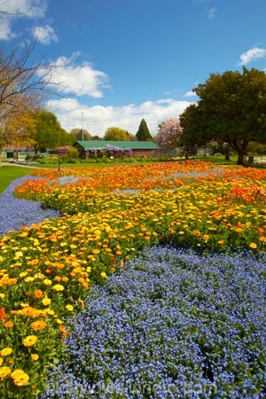 Blenheim;bloom;blooming;blooms;Botanic-Garden;Botanic-Gardens;Botanical-Garden;Botanical-Gardens;floral;flower;flower-beds;flower-garden;flower-gardens;flowers;fresh;grow;growth;Marlborough;N.Z.;New-Zealand;NZ;orange;park;parks;Pollard-Park;renew;S.I.;season;seasonal;seasons;SI;South-Is;South-Is.;South-Island;spring;spring-time;spring_time;springtime;Sth-Is;violet;yellow