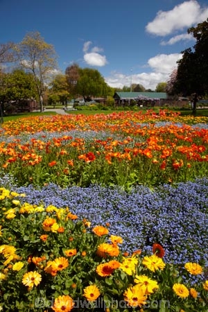 Blenheim;bloom;blooming;blooms;Botanic-Garden;Botanic-Gardens;Botanical-Garden;Botanical-Gardens;floral;flower;flower-beds;flower-garden;flower-gardens;flowers;fresh;grow;growth;Marlborough;N.Z.;New-Zealand;NZ;orange;park;parks;Pollard-Park;renew;S.I.;season;seasonal;seasons;SI;South-Is;South-Is.;South-Island;spring;spring-time;spring_time;springtime;Sth-Is;violet;yellow