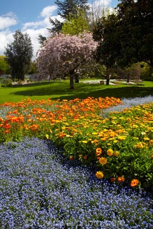 Blenheim;bloom;blooming;blooms;Botanic-Garden;Botanic-Gardens;Botanical-Garden;Botanical-Gardens;floral;flower;flower-beds;flower-garden;flower-gardens;flowers;fresh;grow;growth;Marlborough;N.Z.;New-Zealand;NZ;orange;park;parks;Pollard-Park;renew;S.I.;season;seasonal;seasons;SI;South-Is;South-Is.;South-Island;spring;spring-time;spring_time;springtime;Sth-Is;violet