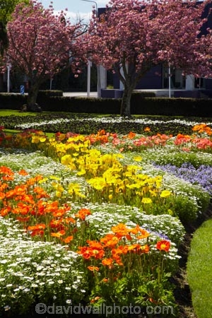 Blenheim;bloom;blooming;blooms;blossom;blossoming;blossoms;flower;flower-beds;flower-garden;flower-gardens;flowers;fresh;grow;growth;Marlborough;N.Z.;New-Zealand;NZ;park;parks;renew;S.I.;season;seasonal;seasons;Seymore-Sq;Seymore-Square;Seymour-Square;SI;South-Is;South-Is.;South-Island;spring;spring-time;spring_time;springtime;Sth-Is;yellow