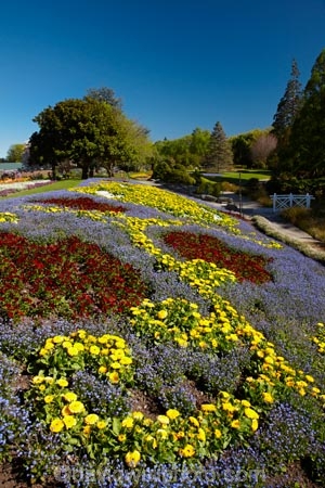 Blenheim;bloom;blooming;blooms;blossom;blossoming;blossoms;Botanic-Garden;Botanic-Gardens;Botanical-Garden;Botanical-Gardens;floral;flower;flower-beds;flower-garden;flower-gardens;flowers;fresh;grow;growth;lilac;Marlborough;mauve;N.Z.;New-Zealand;NZ;park;parks;Pollard-Park;purple;red;renew;S.I.;season;seasonal;seasons;SI;South-Is;South-Is.;South-Island;spring;spring-time;spring_time;springtime;Sth-Is;tree;trees;violet;yellow-flowers