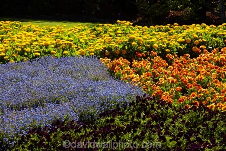 Blenheim;bloom;blooming;blooms;blossom;blossoming;blossoms;Botanic-Garden;Botanic-Gardens;Botanical-Garden;Botanical-Gardens;floral;flower;flower-beds;flower-garden;flower-gardens;flowers;fresh;grow;growth;lilac;Marlborough;mauve;N.Z.;New-Zealand;NZ;orange;park;parks;Pollard-Park;purple;renew;S.I.;season;seasonal;seasons;SI;South-Is;South-Is.;South-Island;spring;spring-time;spring_time;springtime;Sth-Is;violet;yellow-flowers